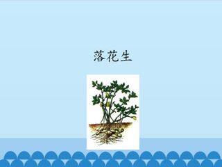 落花生_课件1