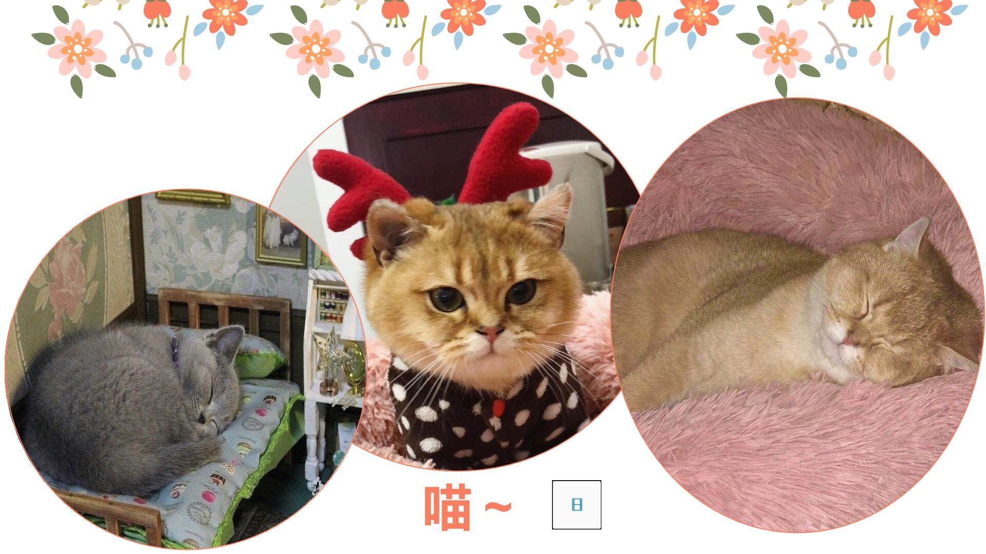 跳圆舞曲的小猫