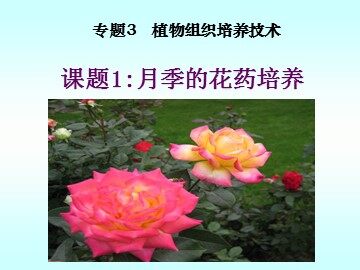 课题2　月季的花药培养 