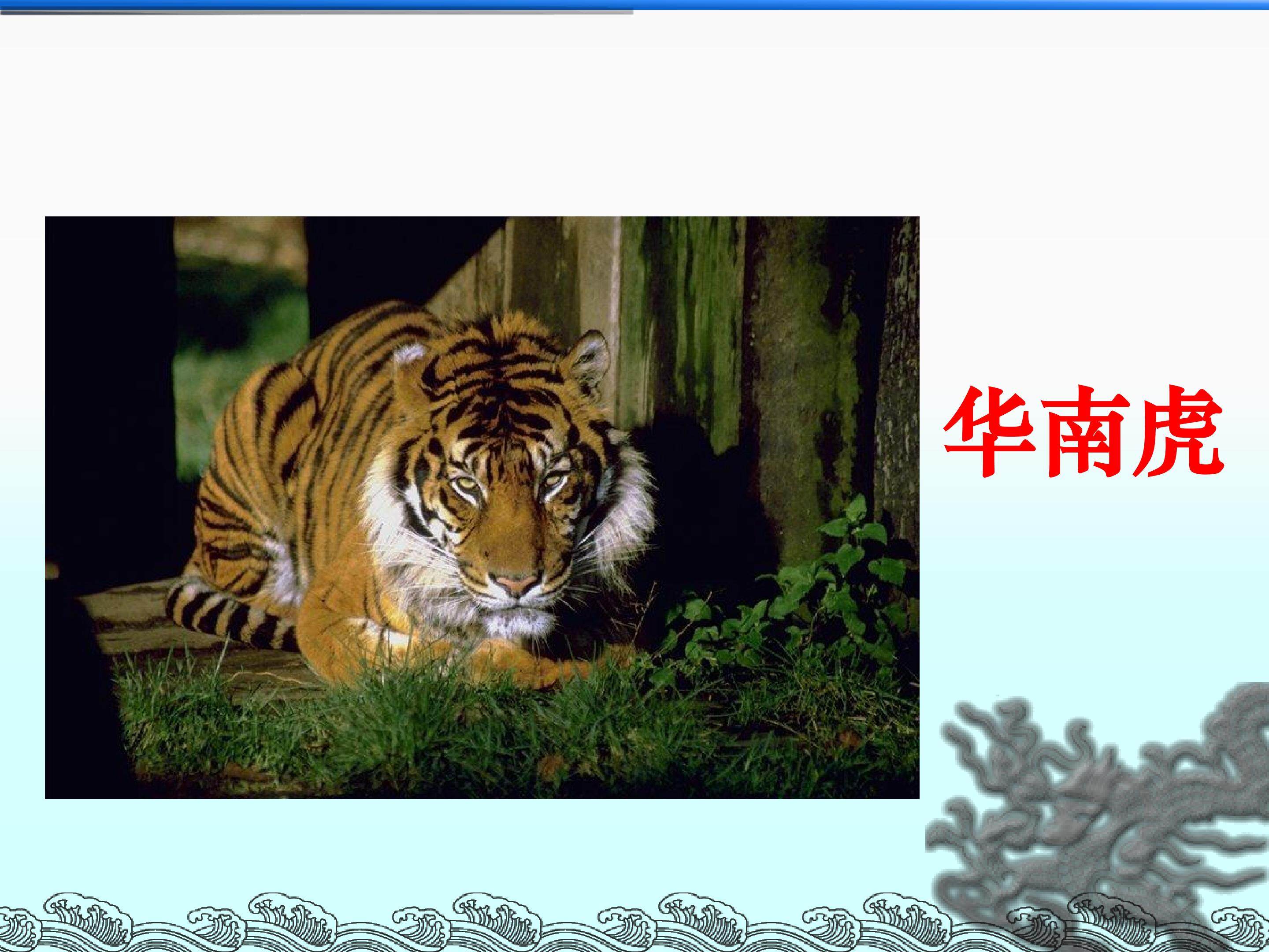 华南虎_课件5