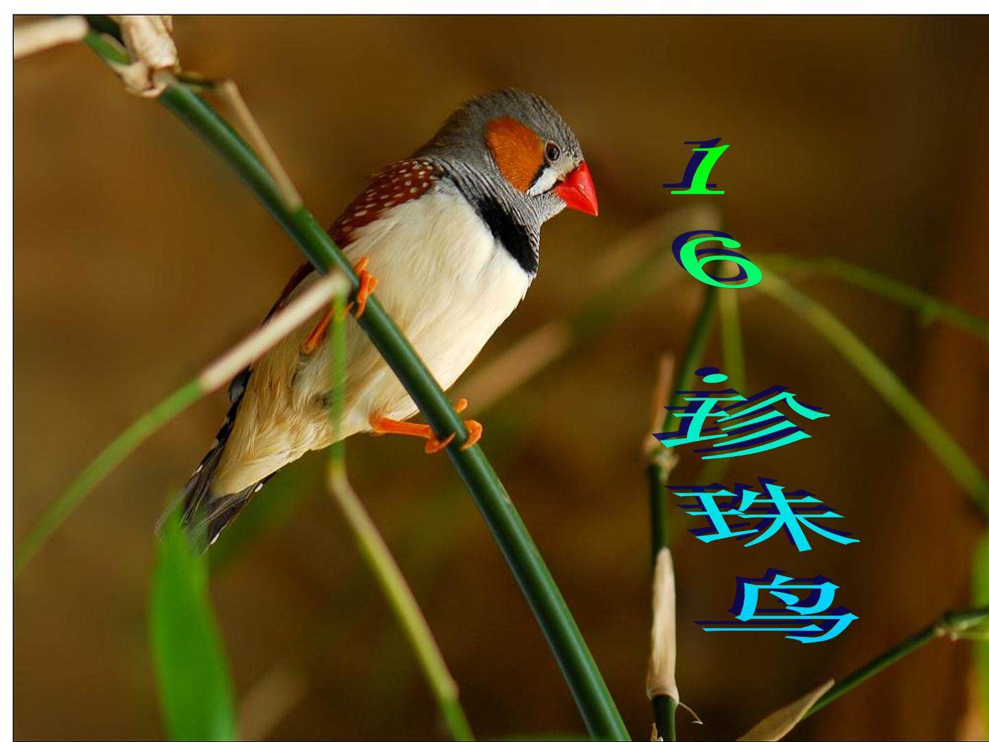 16* 珍珠鸟