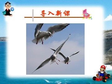 21 老人与海鸥 