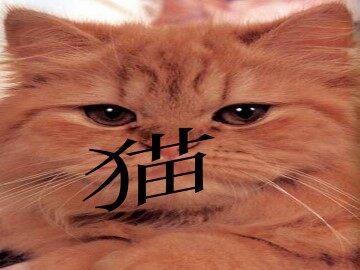 猫_课件2