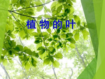 植物的叶_课件1