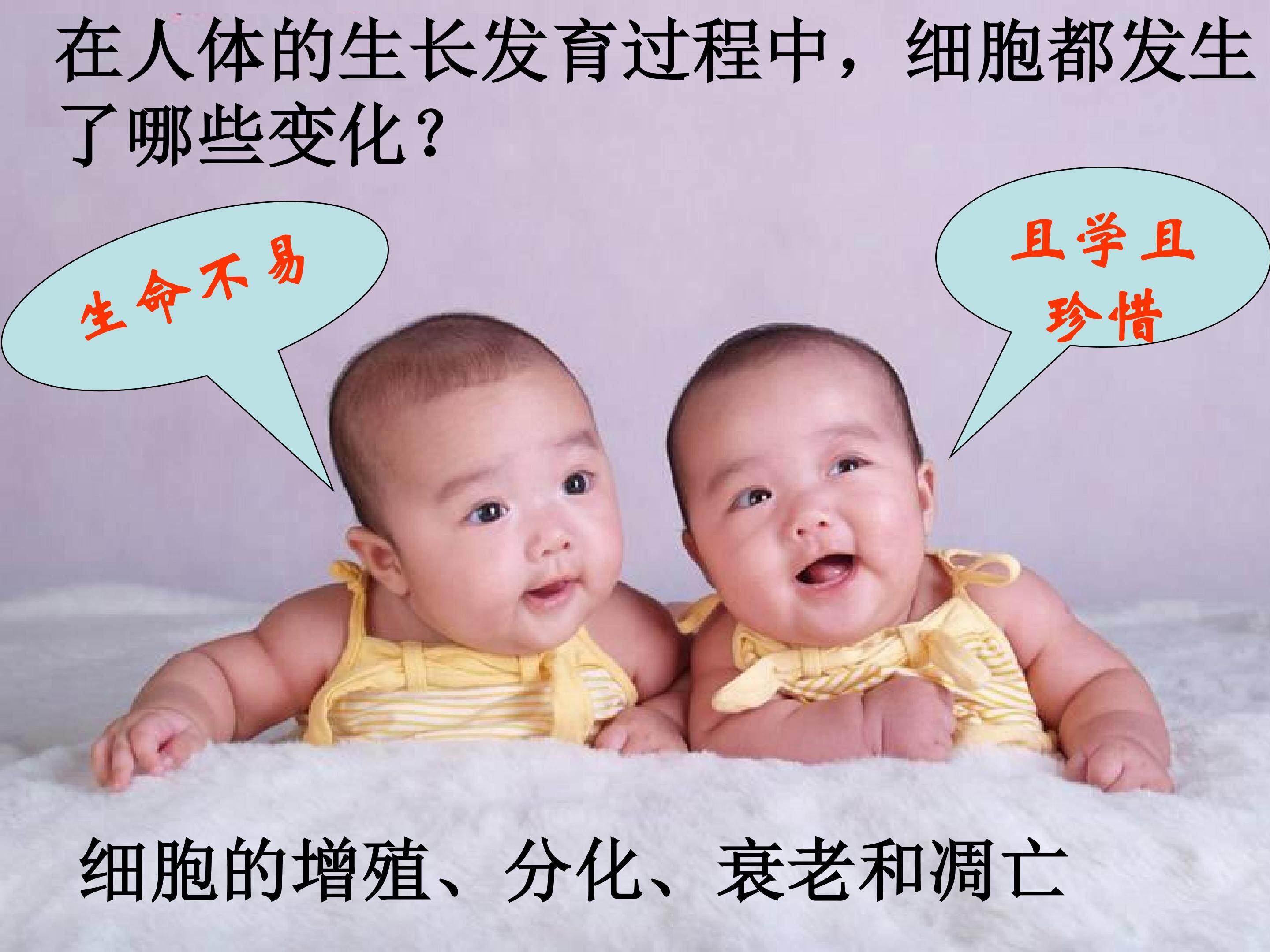 细胞增殖一