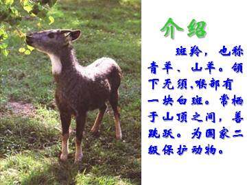 斑羚飞渡_课件10