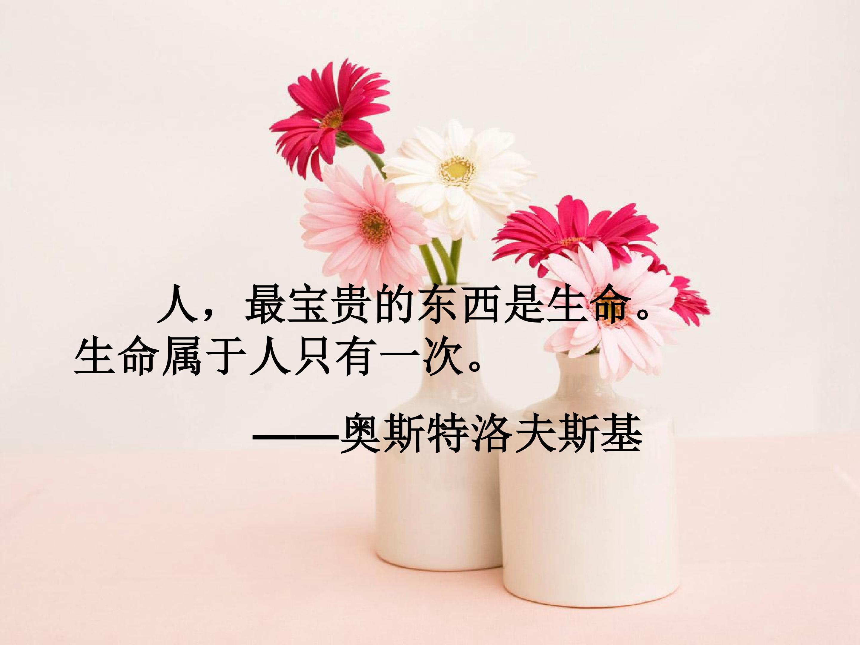 《智慧之花》课件