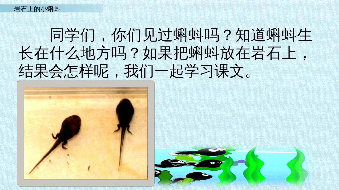 岩石上的小蝌蚪