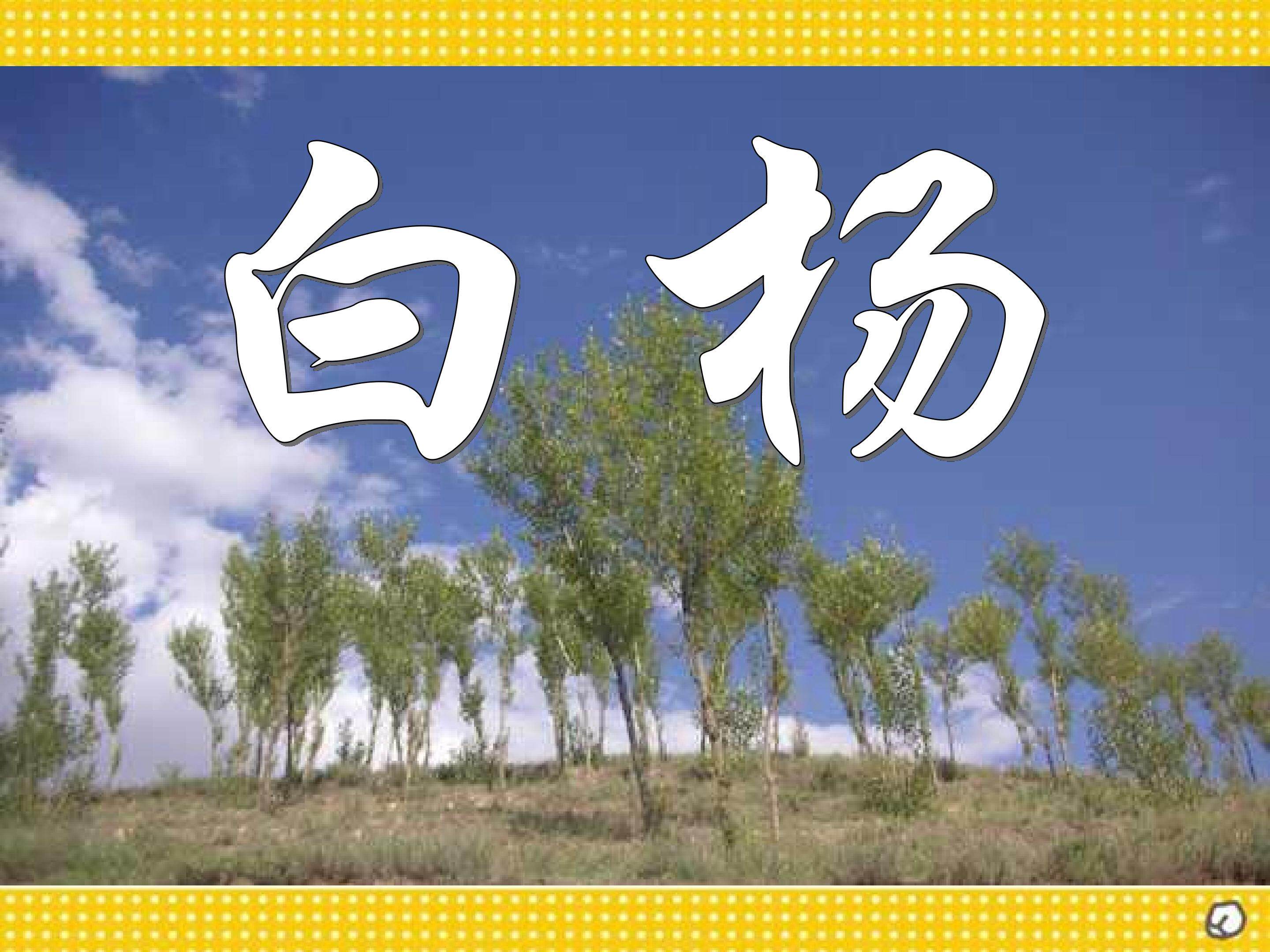 《白杨》教学课件