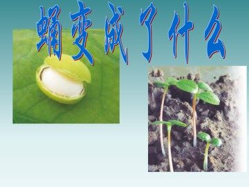 蛹变成了什么_课件1
