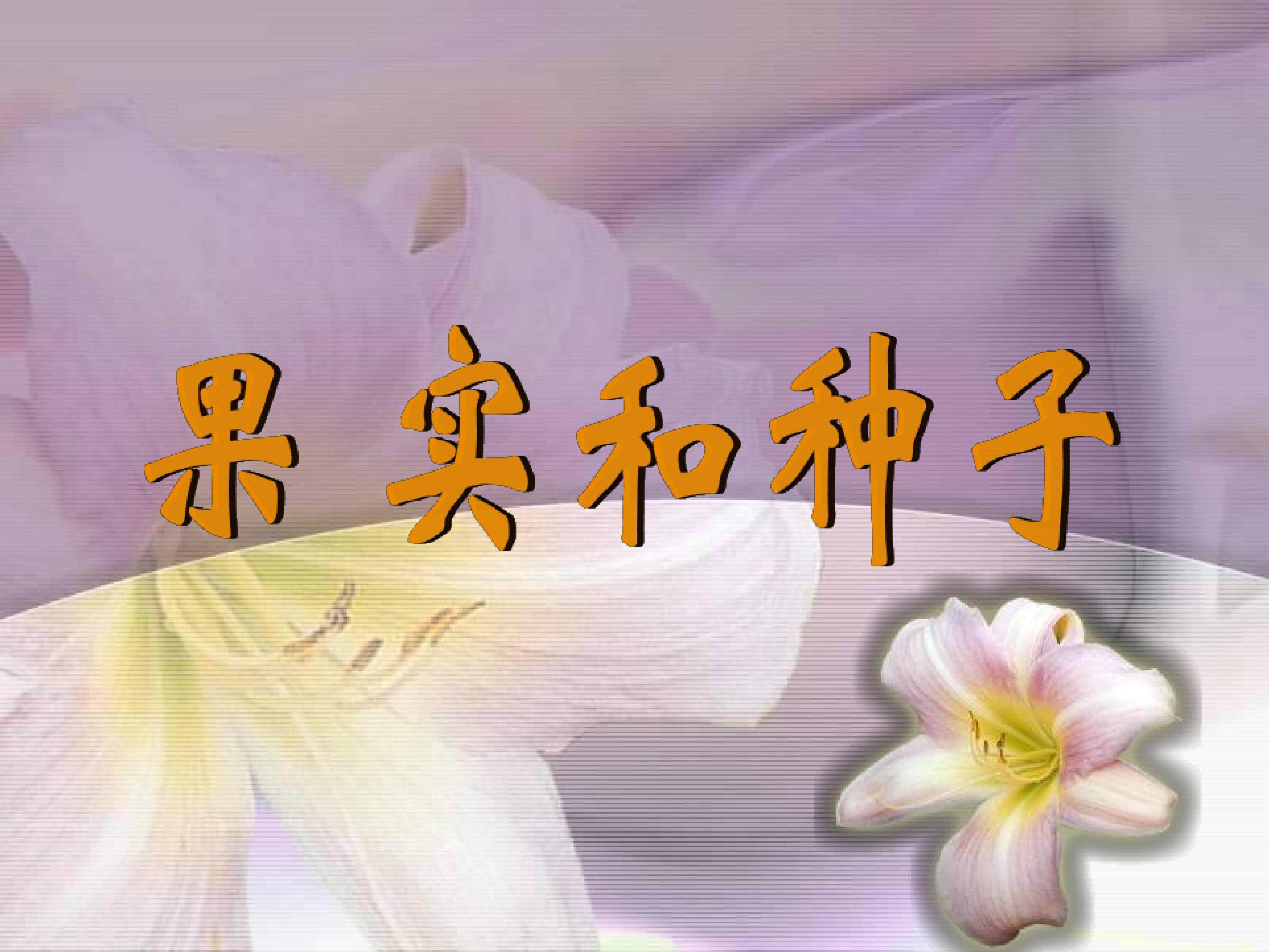 果实和种子_课件1