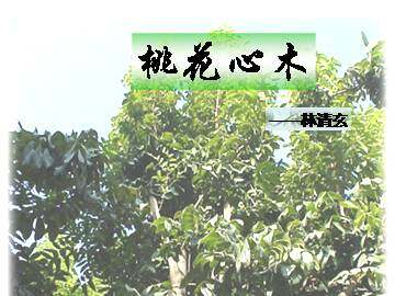 桃花心木_课件1