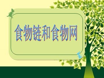 《食物链和食物网》课件6