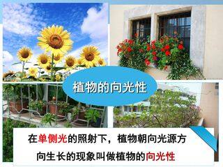 生长素的发现过程  课件