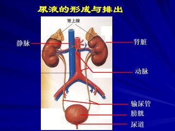 尿液的形成和排出_课件1
