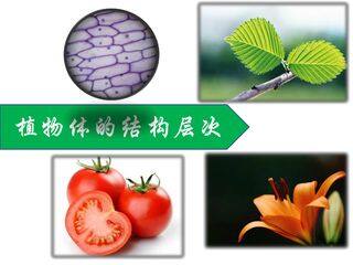 植物体的结构层次