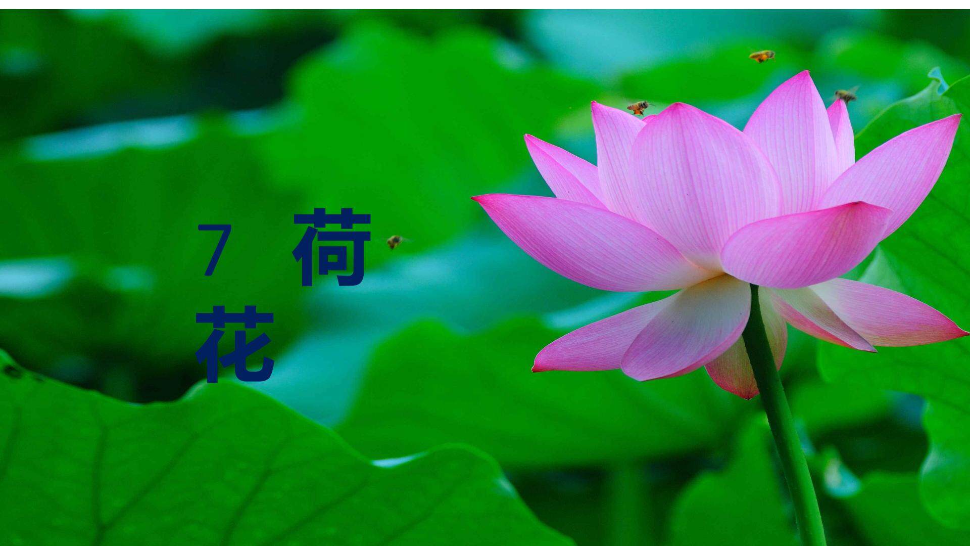 荷花_课件1