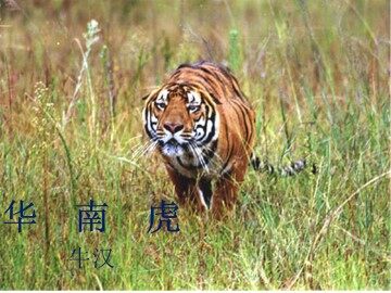 华南虎_课件6