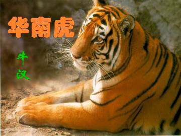 华南虎_课件7