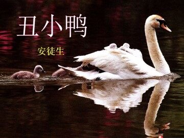 丑小鸭_课件10