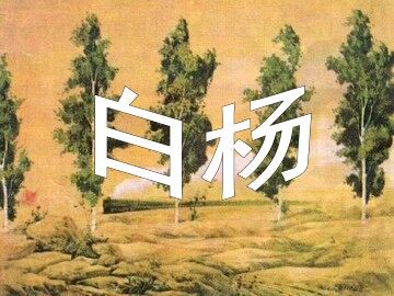 白杨_课件5