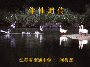生物高中必修2第二章第三节课件1