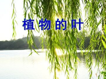 5.植物的叶