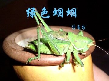 绿色蝈蝈_课件12