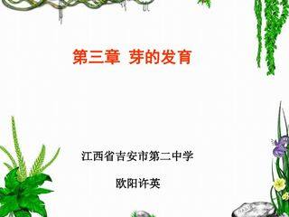 芽的发育