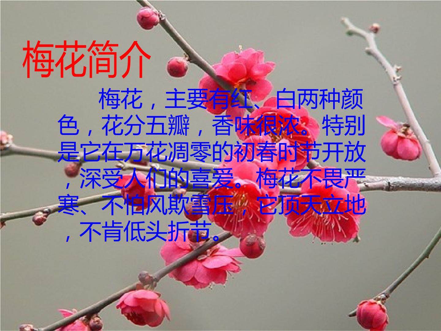 6 梅花魂