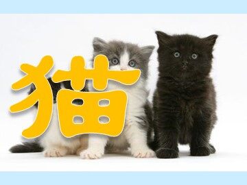 17 猫