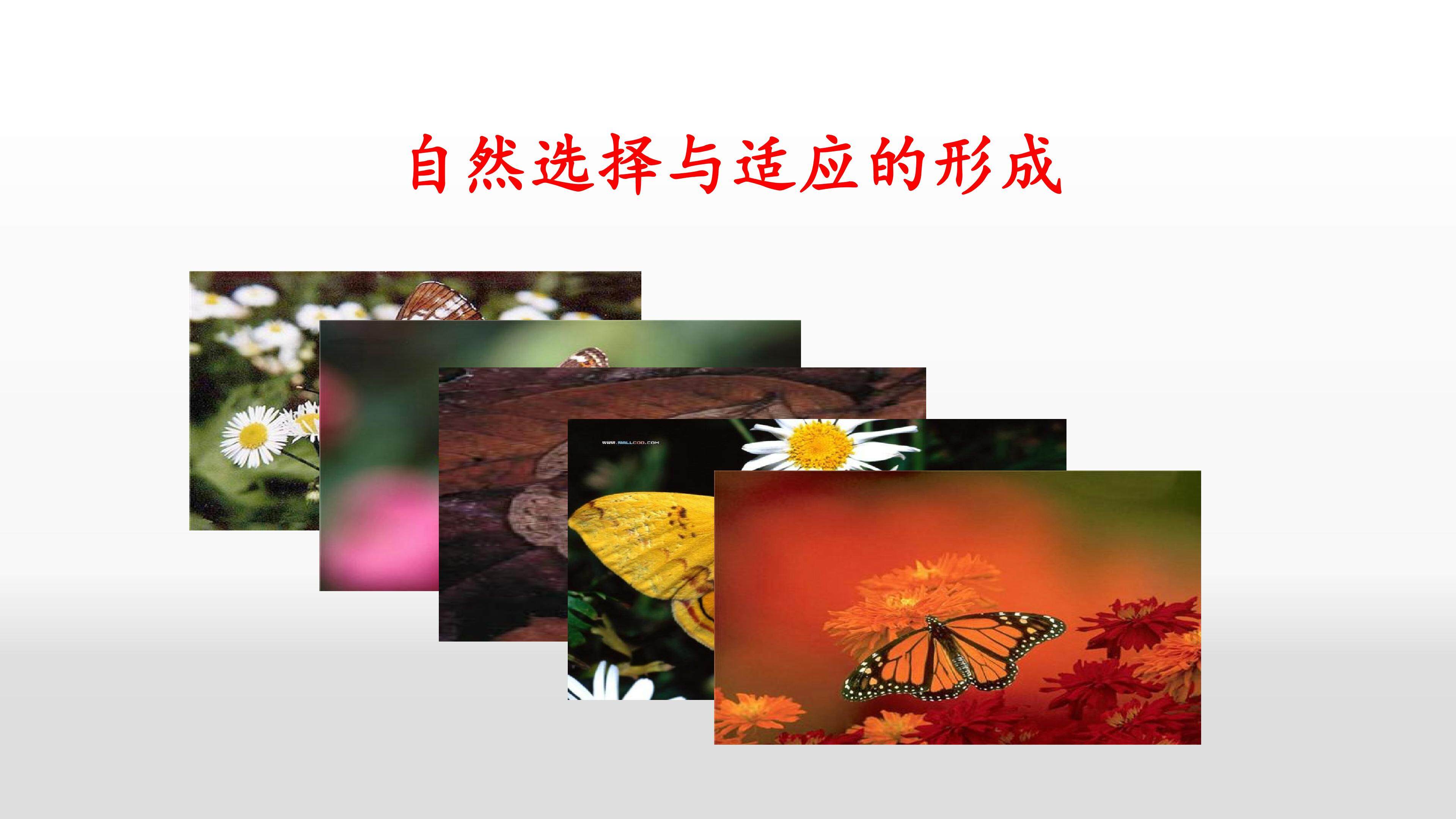 自然选择与适应的形成