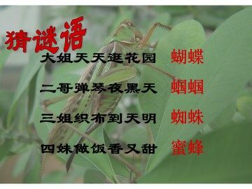 绿色蝈蝈_课件13