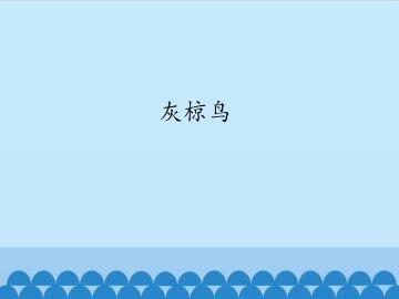 灰椋鸟_课件1