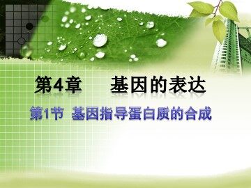 第1节  基因指导蛋白质的合成