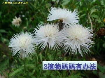 3 植物妈妈有办法 