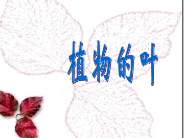 植物的叶_课件1