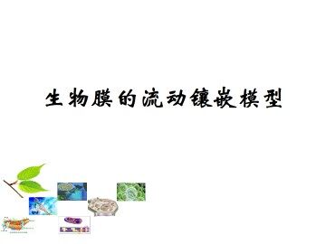 生物膜的流动镶嵌模型_课件1
