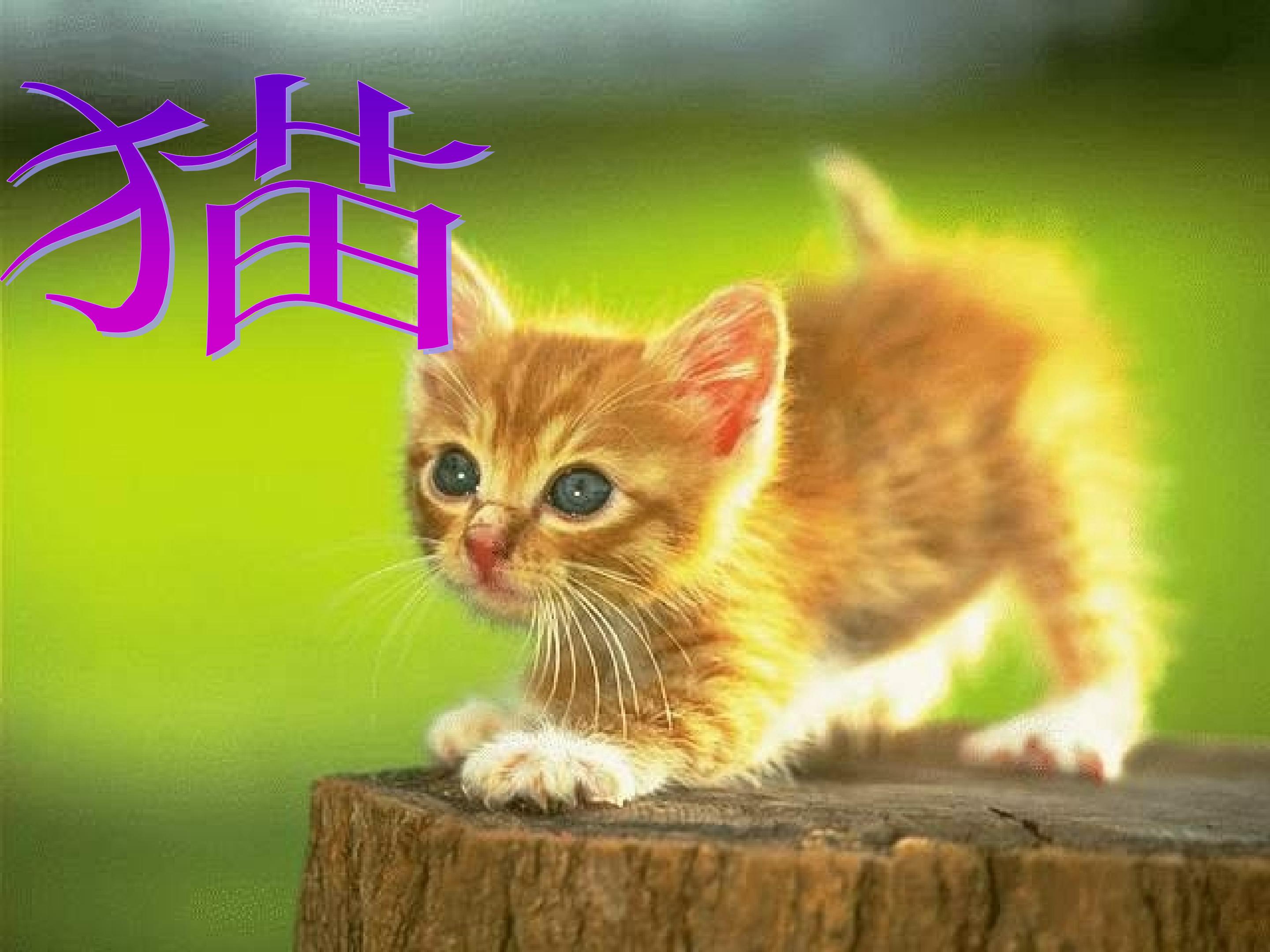 《猫》