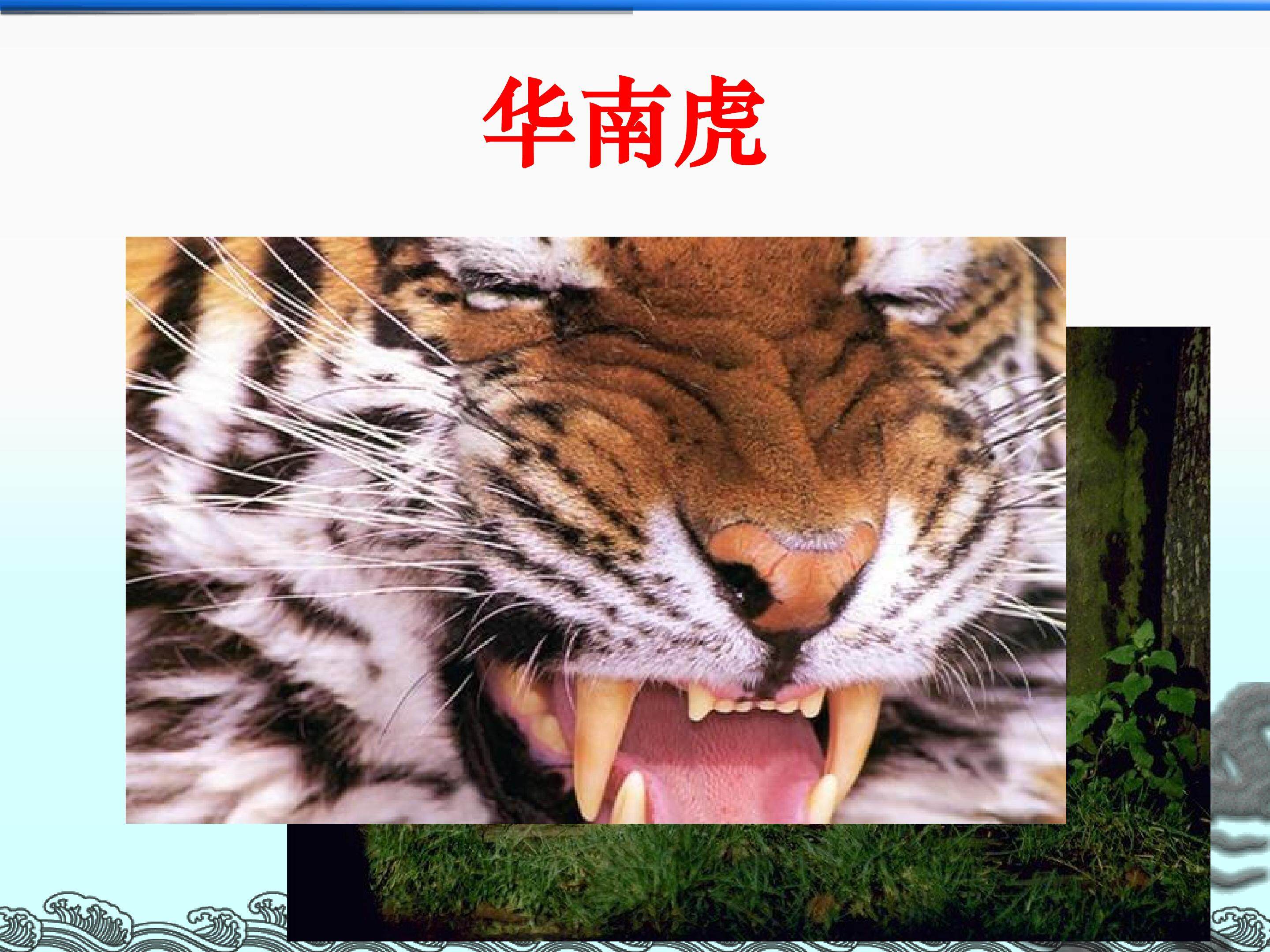 华南虎_课件8