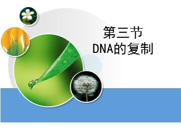 第3节  DNA的复制