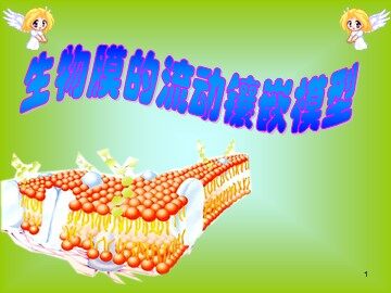 第2节  生物膜的流动镶嵌模型