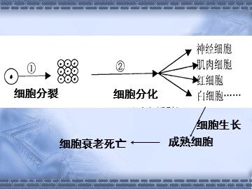 生物高中必修1第六章第三节课件1
