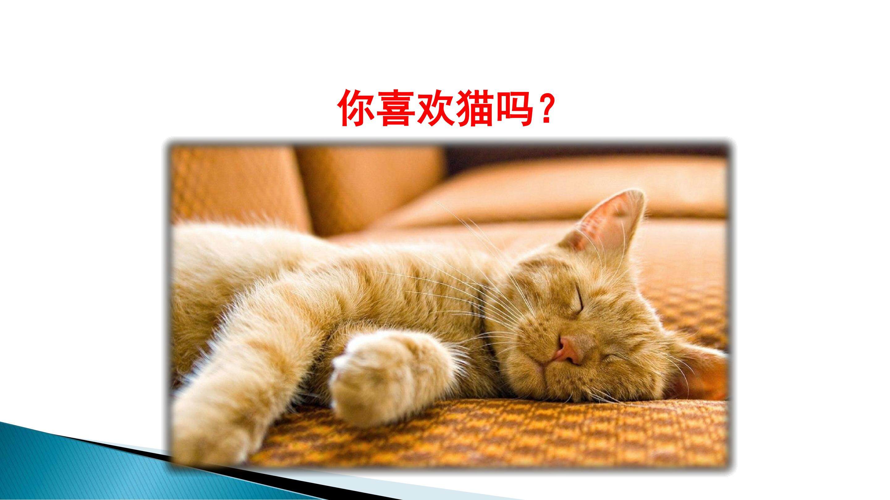 猫
