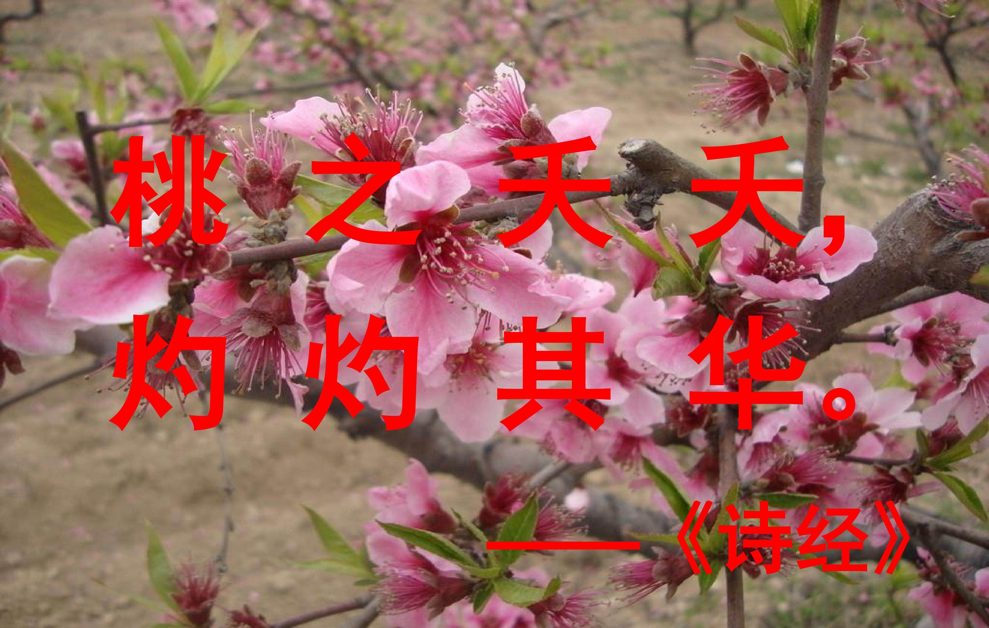 《一颗小桃树》
