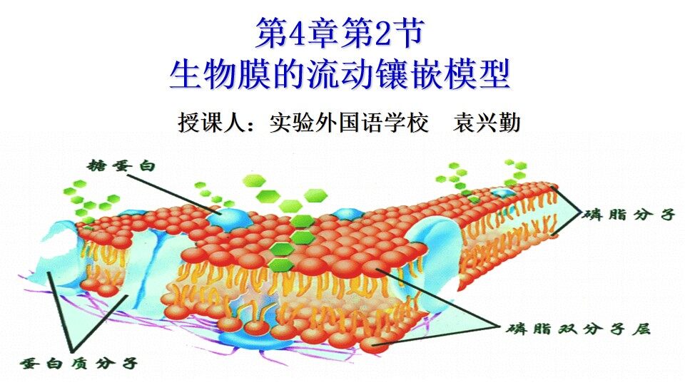 生物膜的流动镶嵌模型