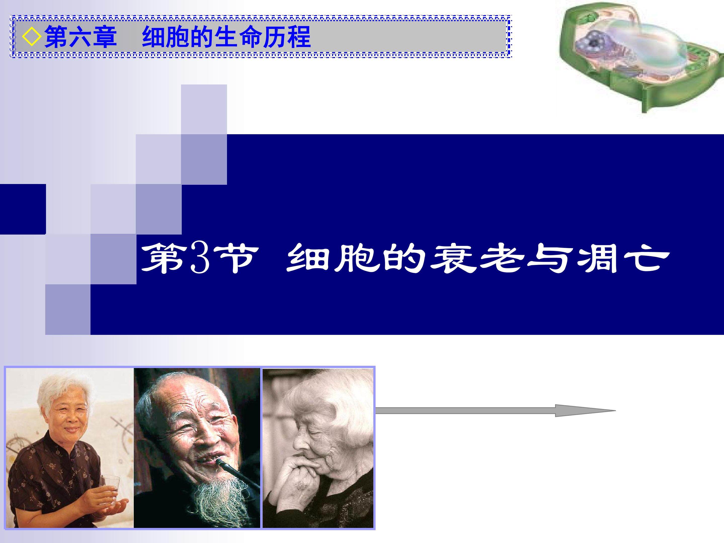 细胞的衰老与凋亡