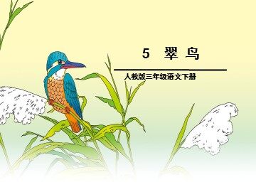 5 翠鸟