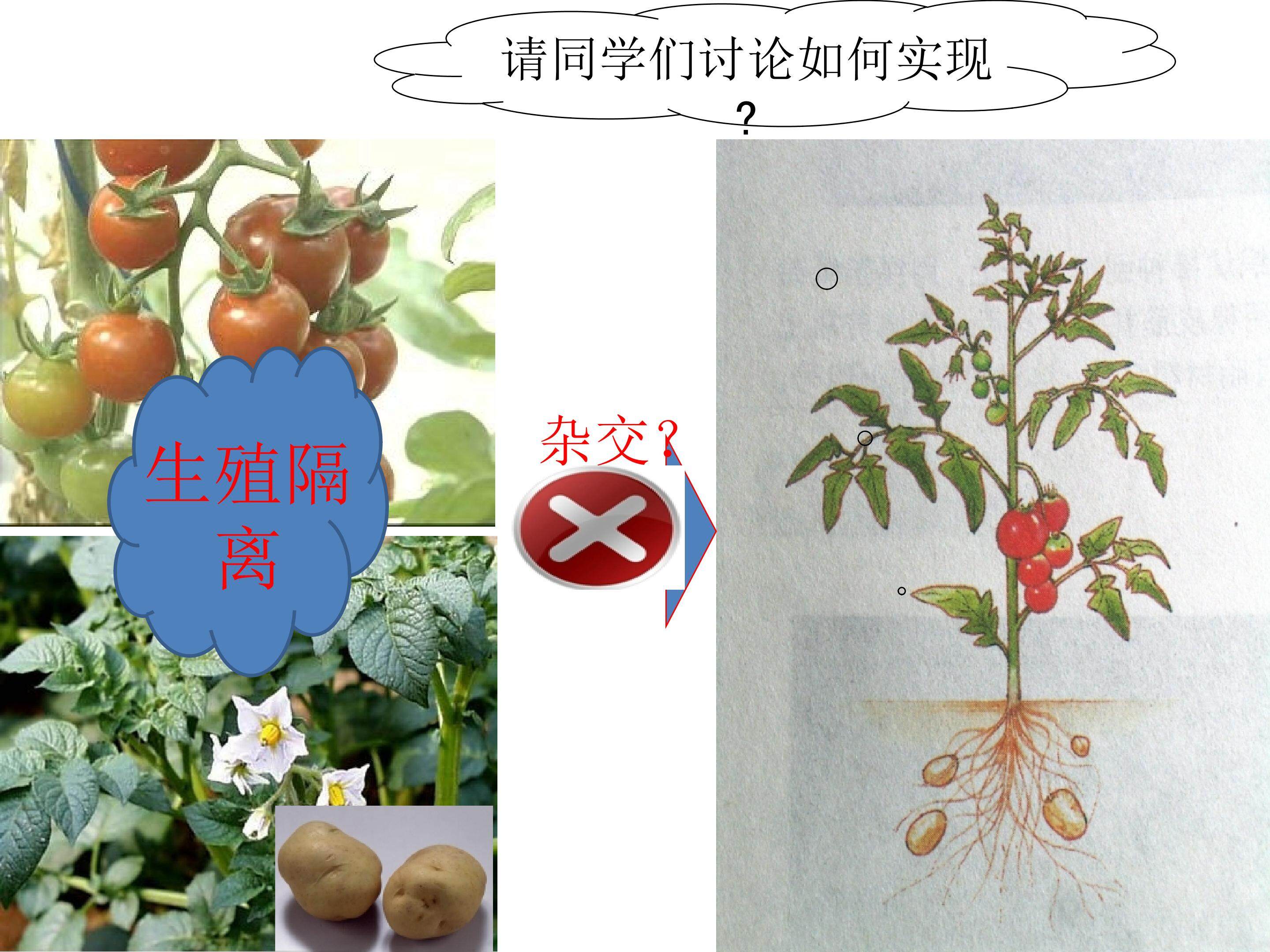 植物体细胞杂交技术