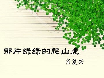 26 那片绿绿的爬山虎